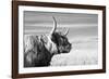 Magnificent Wild - Focus-James Guilliam-Framed Giclee Print