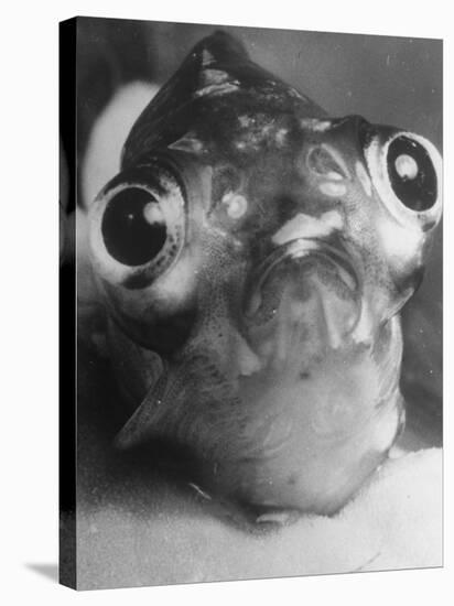 Magnified Frontal Closeup on Bugeyed Head of Fish-null-Stretched Canvas