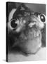 Magnified Frontal Closeup on Bugeyed Head of Fish-null-Stretched Canvas
