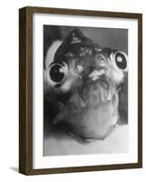 Magnified Frontal Closeup on Bugeyed Head of Fish-null-Framed Photographic Print