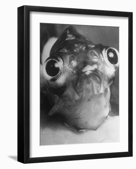 Magnified Frontal Closeup on Bugeyed Head of Fish-null-Framed Photographic Print