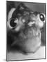 Magnified Frontal Closeup on Bugeyed Head of Fish-null-Mounted Photographic Print