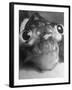 Magnified Frontal Closeup on Bugeyed Head of Fish-null-Framed Photographic Print