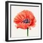Magnified Poppy I-Grace Popp-Framed Art Print