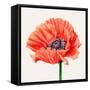 Magnified Poppy I-Grace Popp-Framed Stretched Canvas