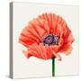 Magnified Poppy I-Grace Popp-Stretched Canvas