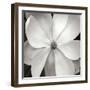 Magnloia III-Jim Christensen-Framed Photographic Print