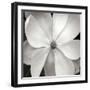 Magnloia III-Jim Christensen-Framed Photographic Print