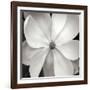 Magnloia III-Jim Christensen-Framed Photographic Print