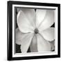 Magnloia III-Jim Christensen-Framed Photographic Print