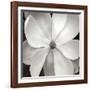 Magnloia III-Jim Christensen-Framed Photographic Print