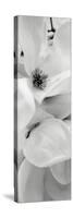 Magnolia 1-Alan Blaustein-Stretched Canvas