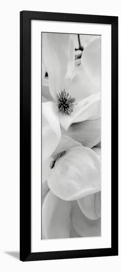 Magnolia 1-Alan Blaustein-Framed Photographic Print