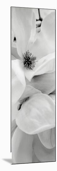 Magnolia 1-Alan Blaustein-Mounted Photographic Print