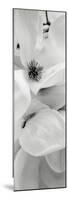 Magnolia 1-Alan Blaustein-Mounted Photographic Print