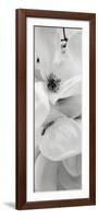 Magnolia 1-Alan Blaustein-Framed Photographic Print