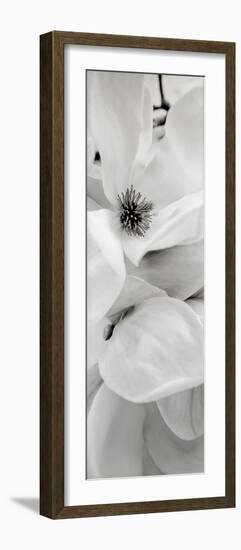 Magnolia #1-Alan Blaustein-Framed Photographic Print