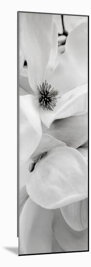 Magnolia #1-Alan Blaustein-Mounted Photographic Print