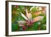 Magnolia, 2018,-Helen White-Framed Giclee Print