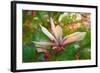 Magnolia, 2018,-Helen White-Framed Giclee Print