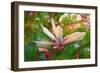 Magnolia, 2018,-Helen White-Framed Giclee Print