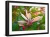 Magnolia, 2018,-Helen White-Framed Giclee Print