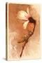 Magnolia and Cream I-Richard Sutton-Stretched Canvas