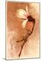 Magnolia and Cream I-Richard Sutton-Mounted Art Print