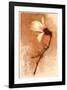 Magnolia and Cream I-Richard Sutton-Framed Art Print