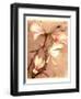 Magnolia and Cream II-Richard Sutton-Framed Premium Giclee Print