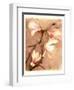 Magnolia and Cream II-Richard Sutton-Framed Premium Giclee Print
