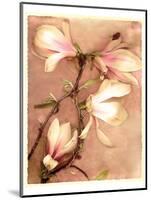 Magnolia and Cream II-Richard Sutton-Mounted Premium Giclee Print