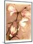 Magnolia and Cream II-Richard Sutton-Mounted Premium Giclee Print