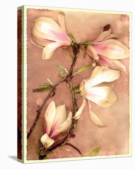 Magnolia and Cream II-Richard Sutton-Stretched Canvas