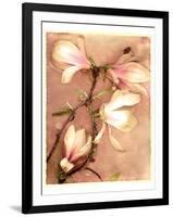 Magnolia and Cream II-Richard Sutton-Framed Art Print