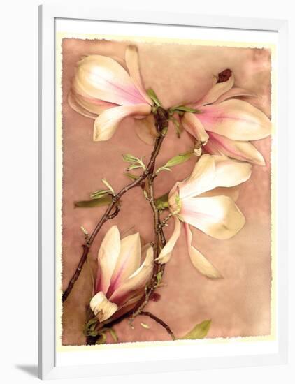 Magnolia and Cream II-Richard Sutton-Framed Art Print