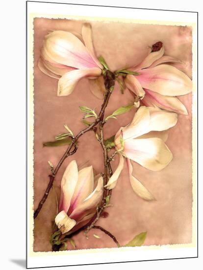 Magnolia and Cream II-Richard Sutton-Mounted Art Print