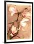 Magnolia and Cream II-Richard Sutton-Framed Art Print
