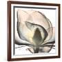 Magnolia Beauty-Albert Koetsier-Framed Premium Giclee Print