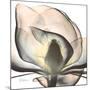 Magnolia Beauty-Albert Koetsier-Mounted Premium Giclee Print