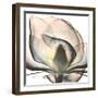 Magnolia Beauty-Albert Koetsier-Framed Premium Giclee Print