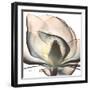 Magnolia Beauty-Albert Koetsier-Framed Premium Giclee Print