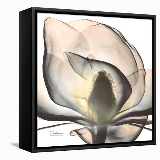 Magnolia Beauty-Albert Koetsier-Framed Stretched Canvas