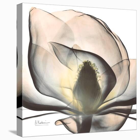 Magnolia Beauty-Albert Koetsier-Stretched Canvas