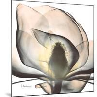 Magnolia Beauty-Albert Koetsier-Mounted Premium Giclee Print