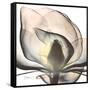 Magnolia Beauty-Albert Koetsier-Framed Stretched Canvas