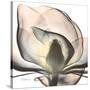 Magnolia Beauty-Albert Koetsier-Stretched Canvas