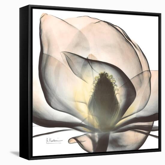 Magnolia Beauty-Albert Koetsier-Framed Stretched Canvas