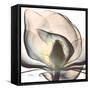 Magnolia Beauty-Albert Koetsier-Framed Stretched Canvas