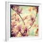 Magnolia Bloom I-Irene Suchocki-Framed Giclee Print